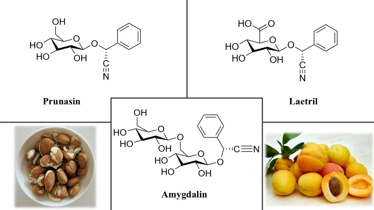 Wissenschaftlicher Artikel über Amygdalin (Aprikosenkernextrakt) – Kratomworld