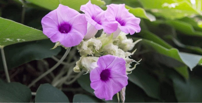 kratom world baby hawaiian woodrose