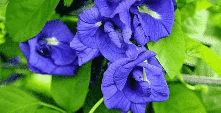 kratom world butterfly pea tee blau imunnity