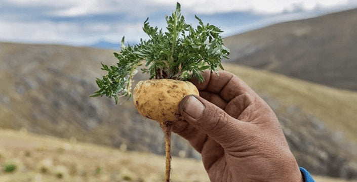 Maca Root Good Quality Hormones Capsules Maca Buy Germany