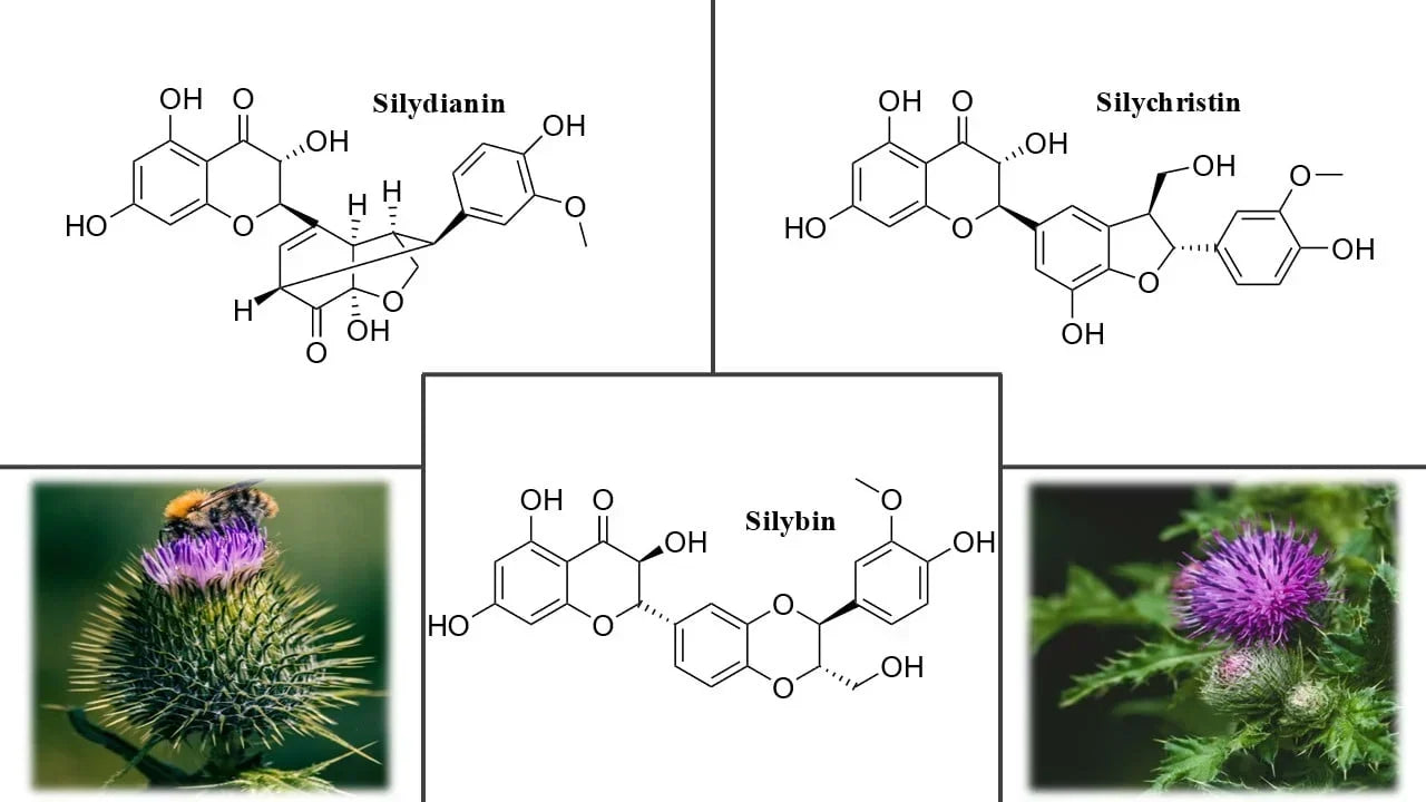 Mariendistel – die wichtigsten bioaktiven Verbindungen des Silymarin-Komplexes