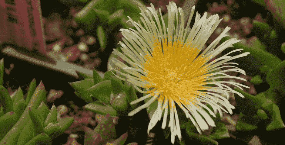 Kanna: Herkunft, aktuelle Verwendung und seine einzigartigen Wirkungen