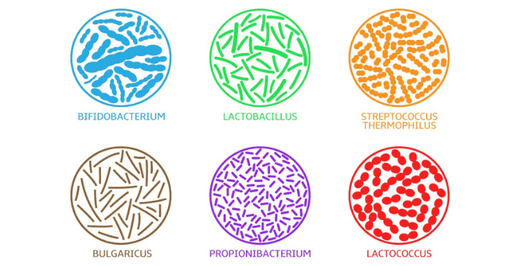 Probiotika: Vorteile für Gesundheit und Darmflora