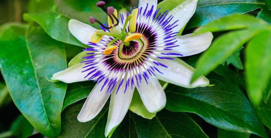 Passiflora-Extrakt: natürliche Unterstützung für erholsamen Schlaf und Stressbewältigung