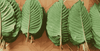 Thai Kratom, Analgetikum, Kraft, Ausdauer, organisch, Blätter, Mitragynin, stimulierende Wirkung, Leistung