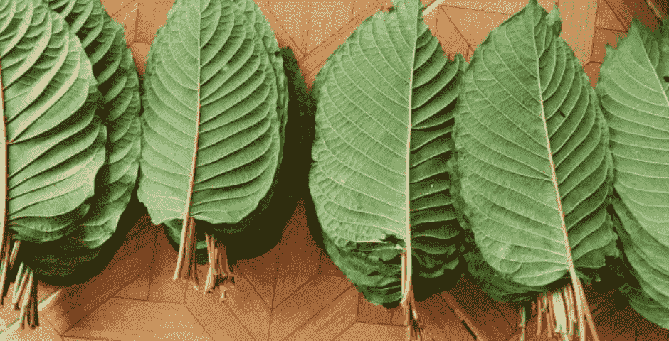 Thailändisches Kratom: seine Wirkung, Geschichte und Unterschiede zu indonesischem Kratom