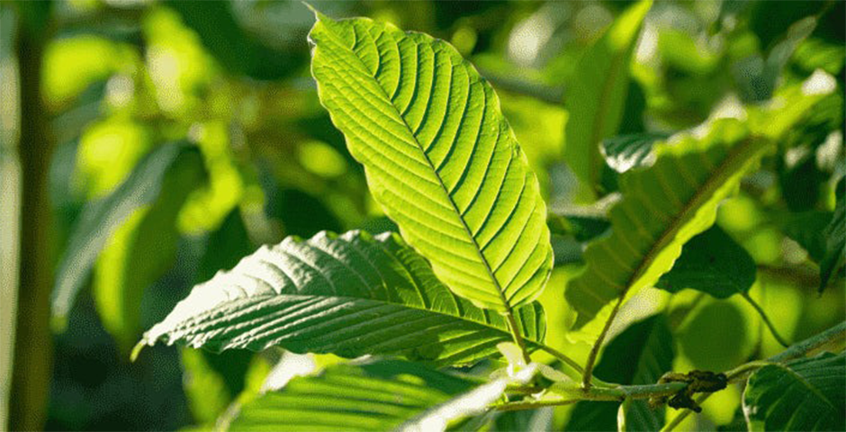 Was ist Kratom?