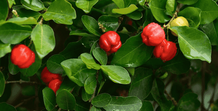 Acerola, Natürliches Vitamin C