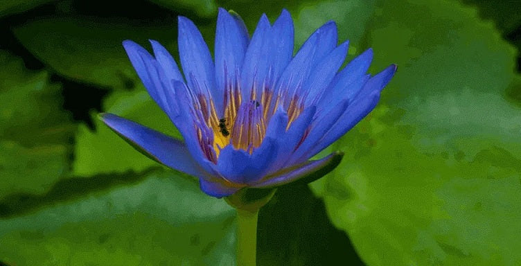 Blauwe Lotus: Een mysterieuze bloem met betoverende gezondheidsvoordelen