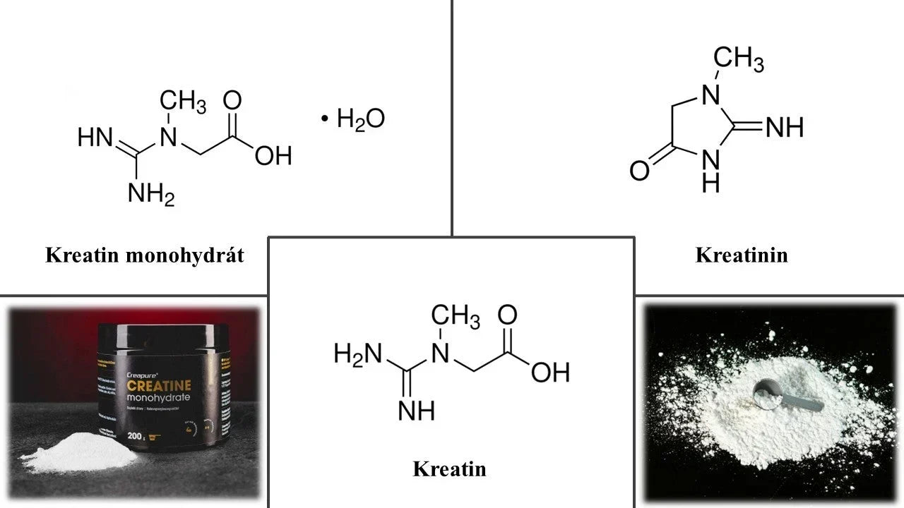 Kreatin-Collage: wissenschaftlicher Artikel