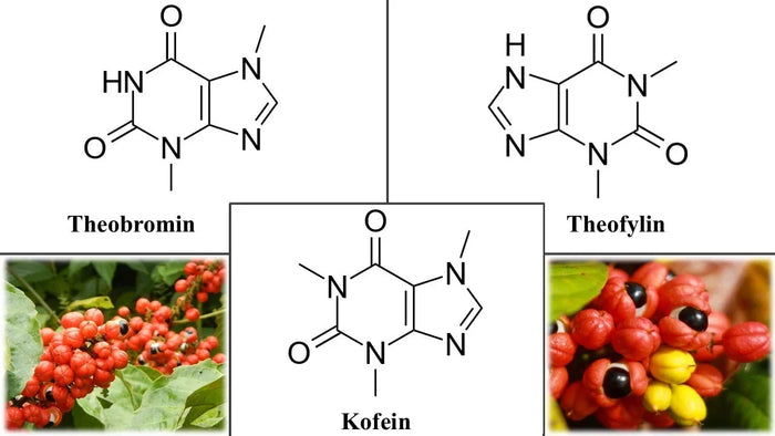 Wissenschaftlicher Artikel zu Guarana – Vertrieb von Kratom World