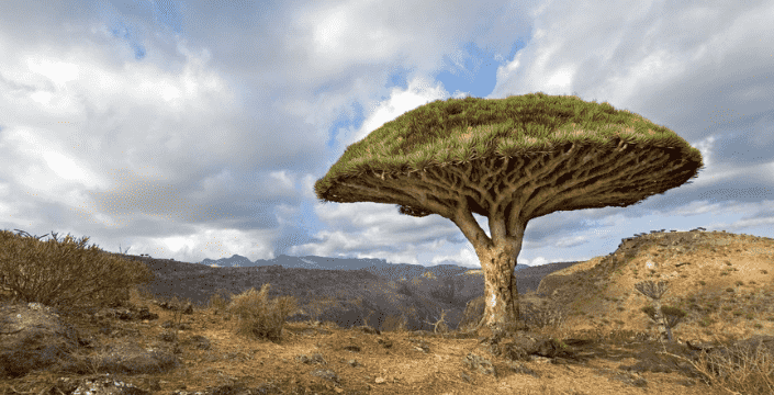 Drakenbloed - Wat is het en wat zijn de effecten ervan?