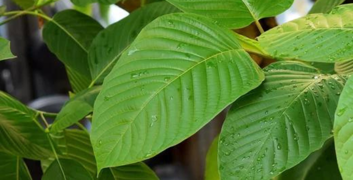 Kratom anbauen: Was gilt es zu beachten?