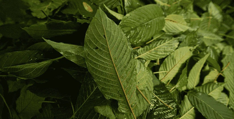 Kratom Stem and Vein: Probieren Sie eine Alternative aus, die für Sie vorteilhafter sein könnte